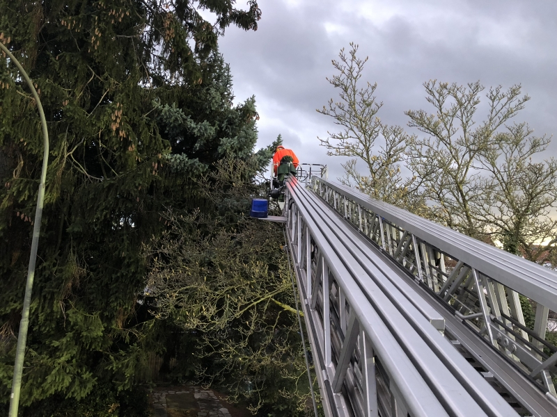 Droht Baum auf Straße zu stürzen