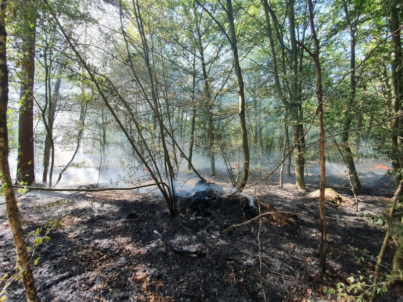 Feuer im Wald