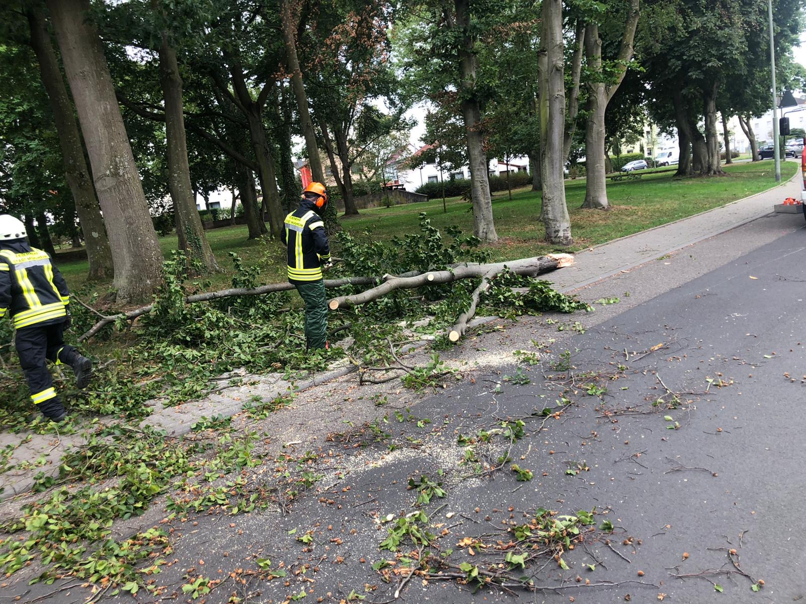 Baum auf Straße