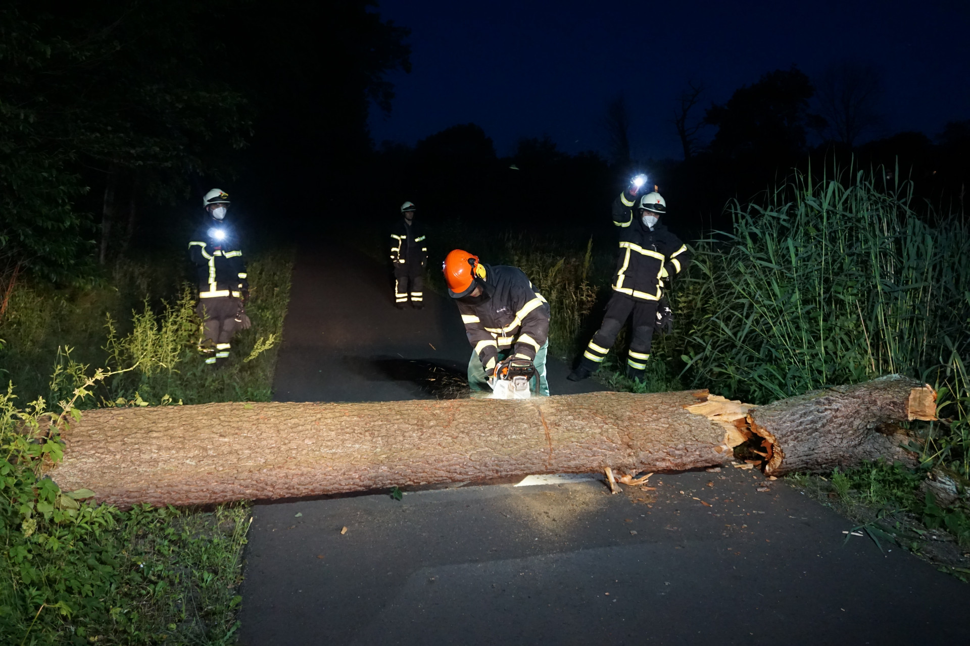 Baum auf Straße