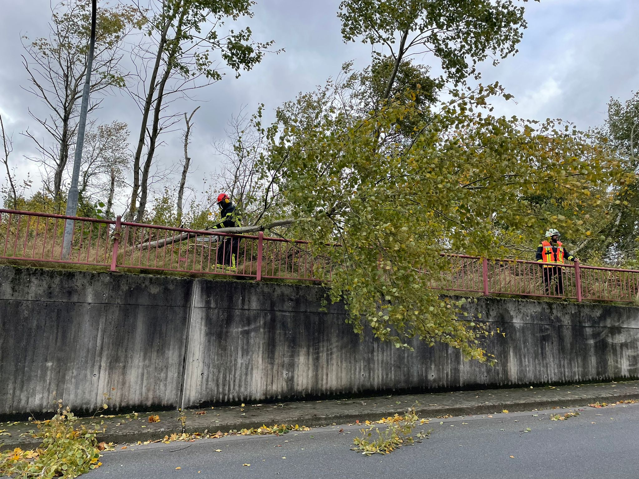 Umgestürzter Baum