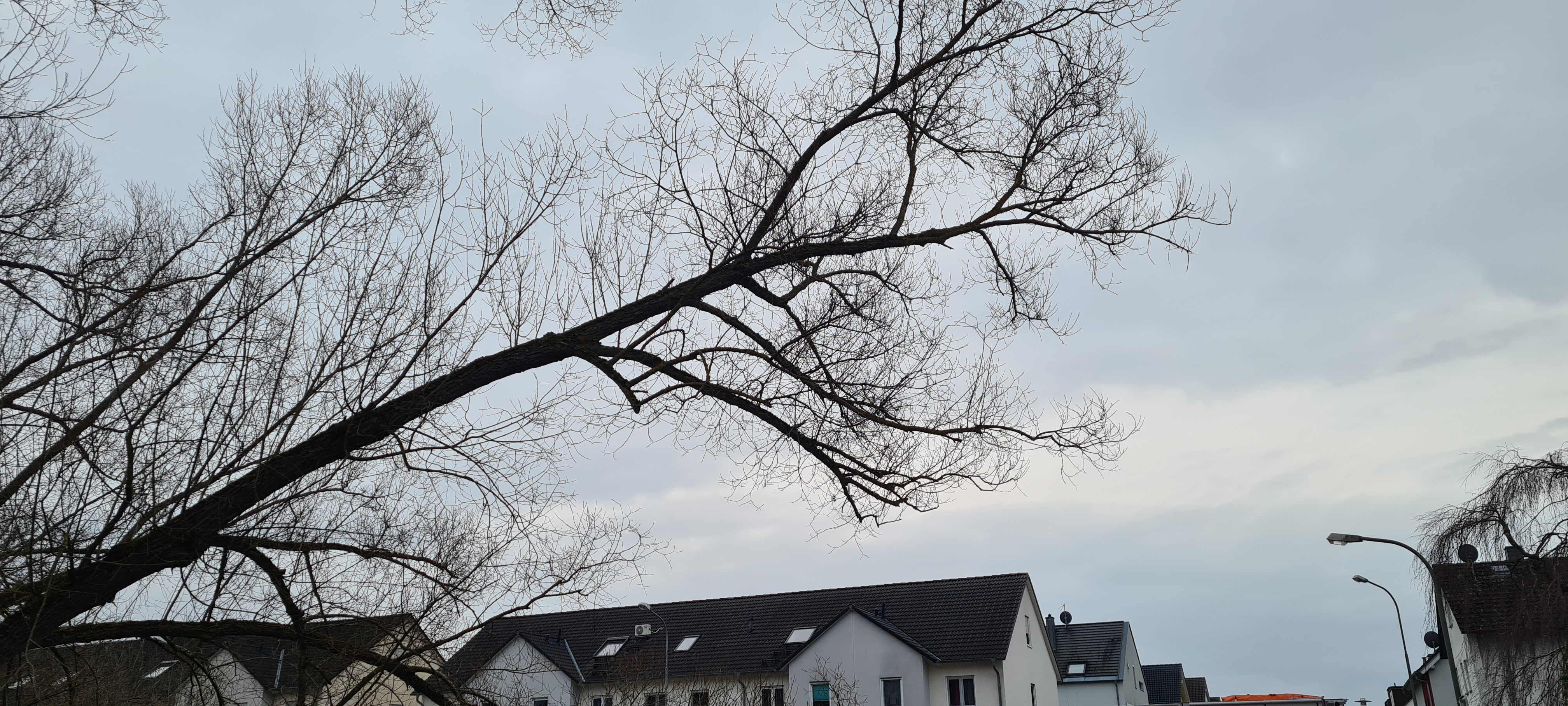 Droht Ast auf Straße zu stürzen 