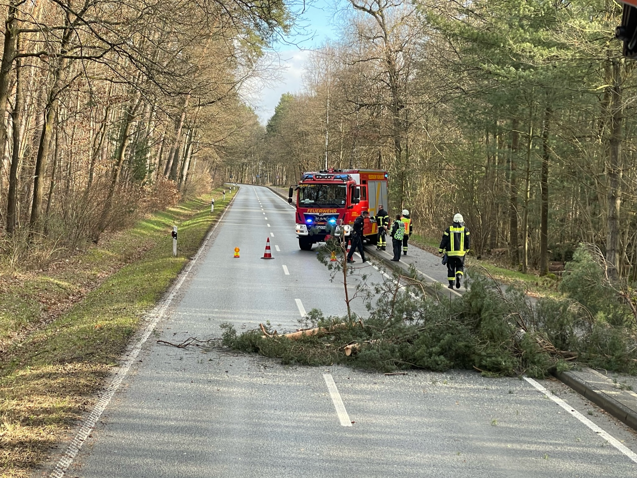 Droht Baum umzustürzen